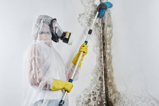 Best Local Mold Removal Service  in Kingston, IL