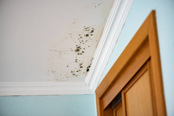 Best Mold Remediation Services  in Kingston, IL
