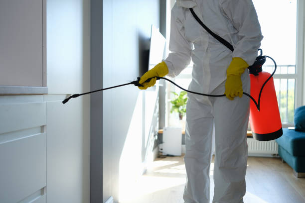 Best Mold Remediation  in Kingston, IL