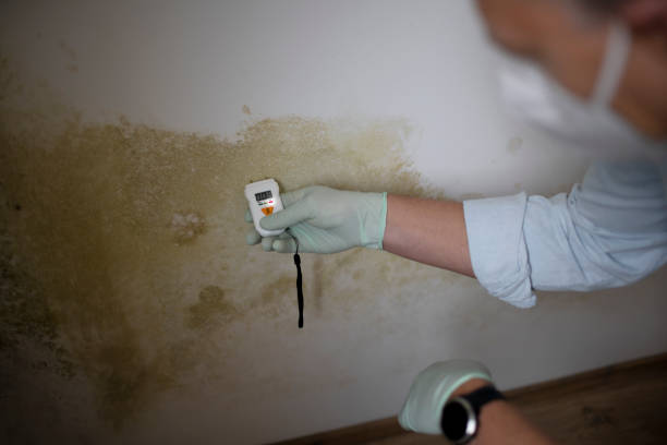 Best Mold Removal Process  in Kingston, IL