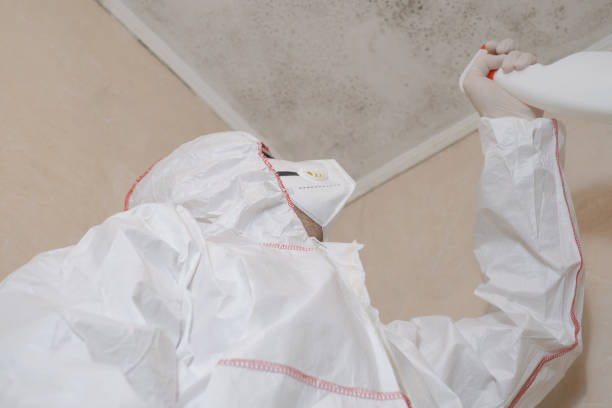 Best Home Mold Removal  in Kingston, IL