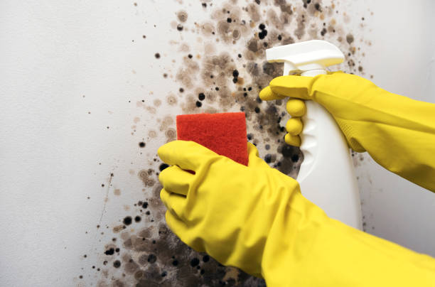 Best Attic Mold Removal  in Kingston, IL
