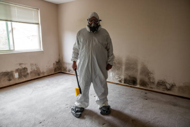 Best Mold Removal Company Near Me  in Kingston, IL