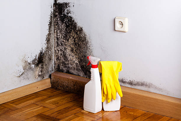 Best Crawl Space Mold Removal  in Kingston, IL